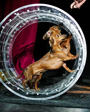 Popovich Comedy Pet Theater Union