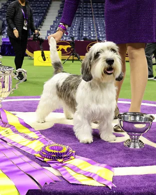 Westminster Kennel Club Dog Show New York